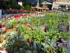 Outdoor Plants Piscopo Gardens in Burmarrad Malta