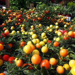 Tomatos:) Piscopo Gardens in Burmarrad Malta