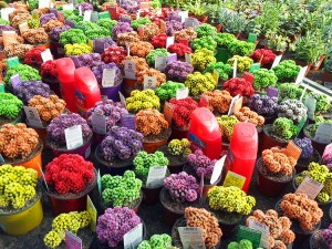 Flowers in Piscopo Gardens in Burmarrad, Malta