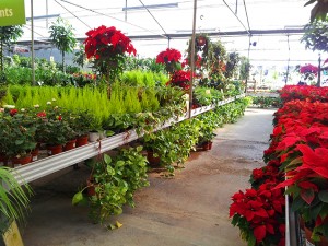 Large Indoor Plants Malta